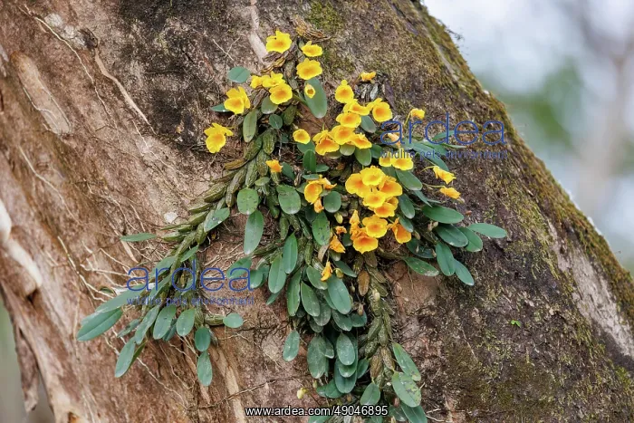 : Jenkins's dendrobium (Dendrobium jenkinsii) : Jenkins's dendrobium (Dendrobium jenkinsii)