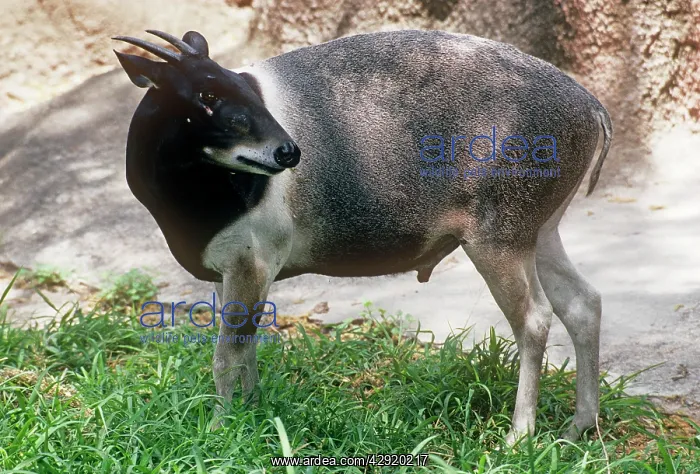 : Jentink's Duiker Antelope : Jentink's Duiker Antelope