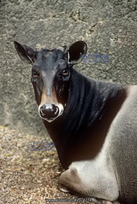 : JENTINK'S DUIKER ANTELOPE : JENTINK'S DUIKER ANTELOPE