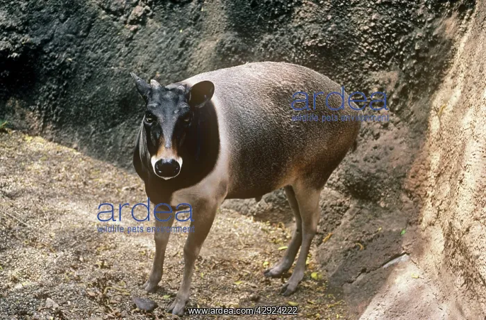 : Jentink's DUIKER ANTELOPE : Jentink's DUIKER ANTELOPE