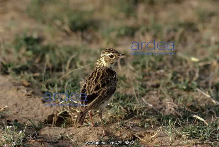 : Jerdon's Bushlark : Jerdon's Bushlark