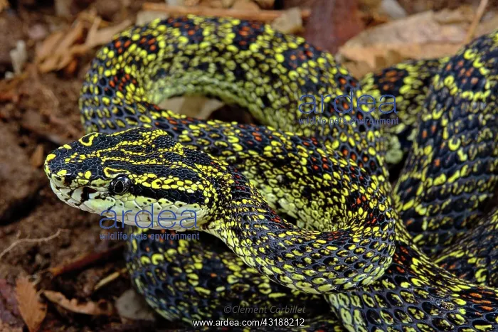: Jerdon's Pit viper (Protobothrops jerdonii xanthomelas) : Jerdon's Pit viper (Protobothrops jerdonii xanthomelas)