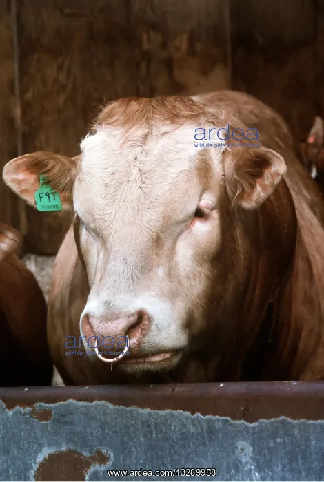 : JERSEY BULL - Head, With ring : JERSEY BULL - Head, With ring