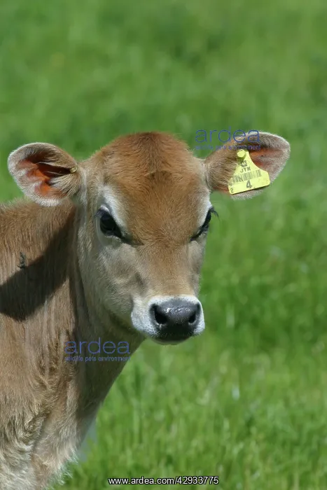 : Jersey calf : Jersey calf