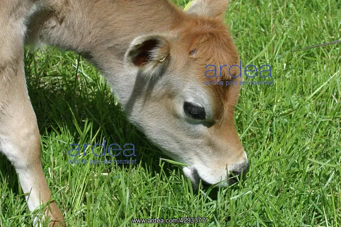 : Jersey calf - Grazing : Jersey calf - Grazing