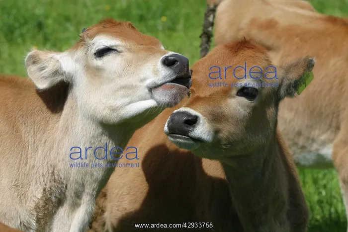 : Jersey calves : Jersey calves