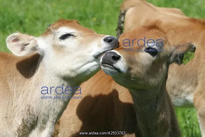 : Jersey calves : Jersey calves