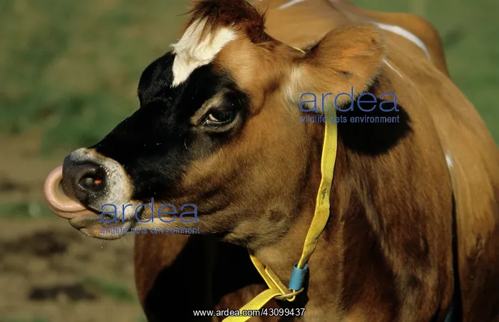 : Jersey cow : Jersey cow