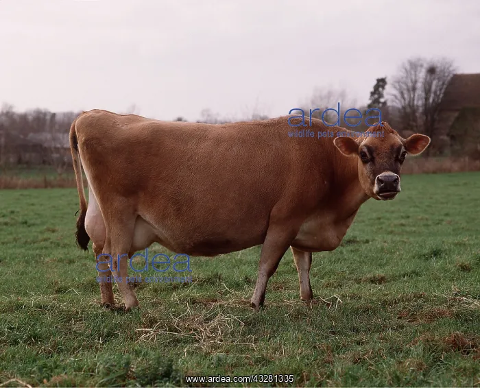 : JERSEY COW : JERSEY COW