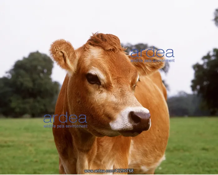  : JERSEY COW