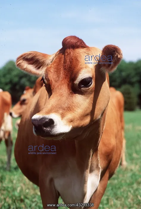 : JERSEY COW - close-up of head : JERSEY COW - close-up of head