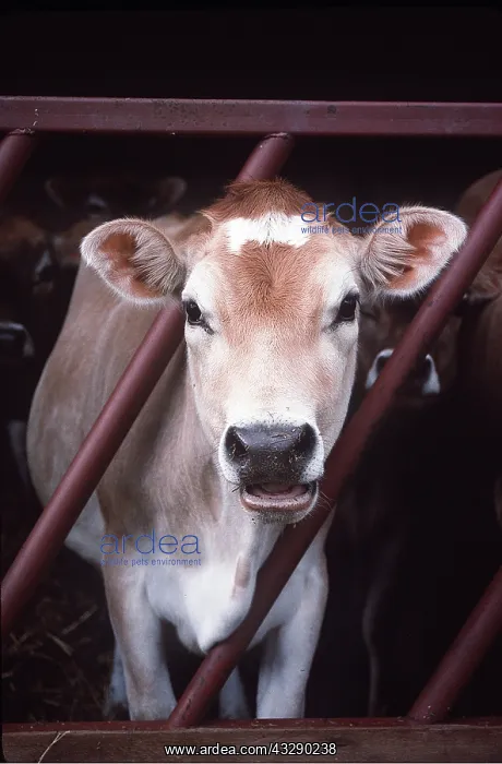 : JERSEY COW - LOOKING OUT OF PEN : JERSEY COW - LOOKING OUT OF PEN