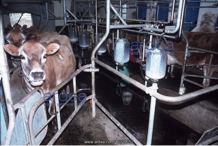 : JERSEY COW - In milking parlour : JERSEY COW - In milking parlour