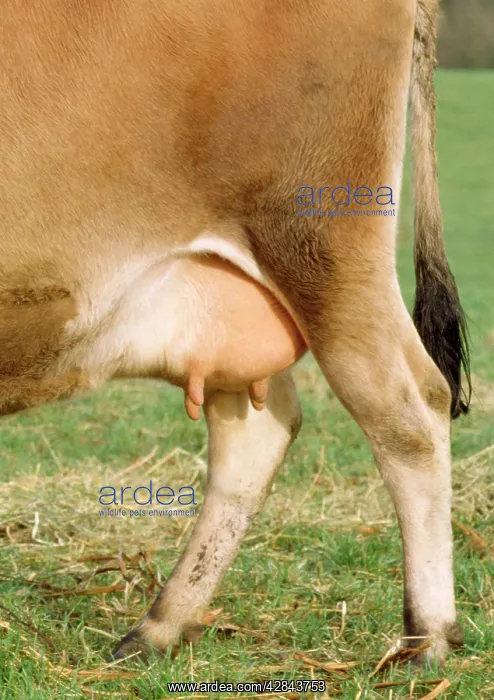  : Jersey Cow Udders