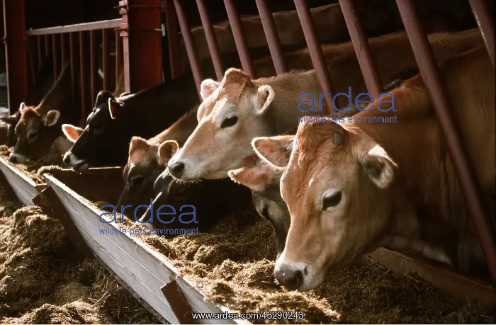 : JERSEY COWS - Eating from trough : JERSEY COWS - Eating from trough