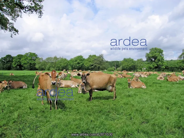  : Jersey Cows in field