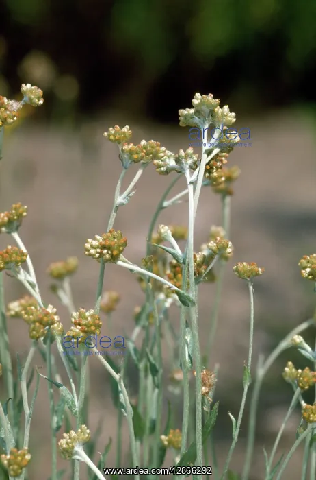 : JERSEY CUDWEED : JERSEY CUDWEED