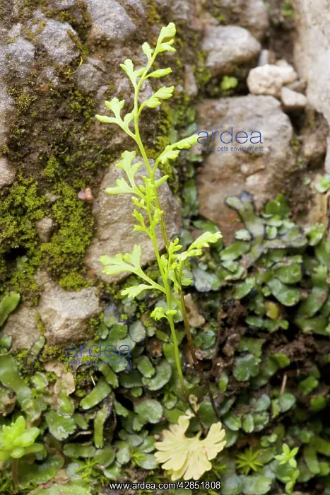 : Jersey Fern : Jersey Fern