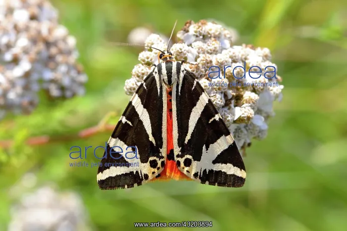 : Jersey tiger (Euplagia quadripunctaria) on Common : Jersey tiger (Euplagia quadripunctaria) on Common