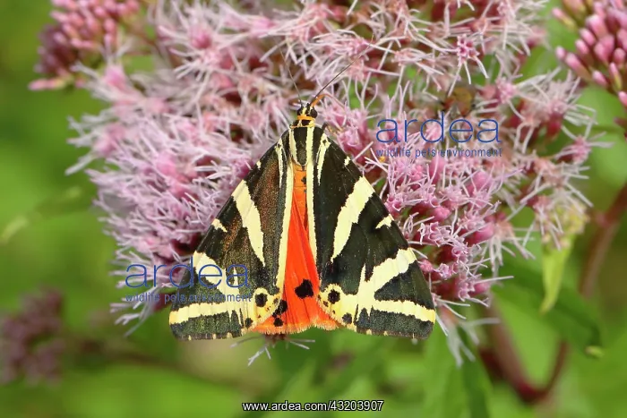 : Jersey tiger (Euplagia quadripunctaria) on hemp : Jersey tiger (Euplagia quadripunctaria) on hemp
