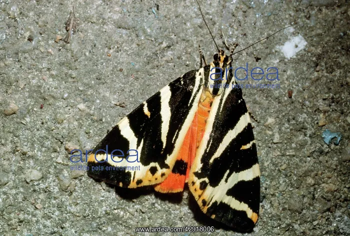 : JERSEY TIGER MOTH : JERSEY TIGER MOTH