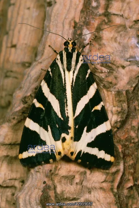 : JERSEY TIGER MOTH : JERSEY TIGER MOTH