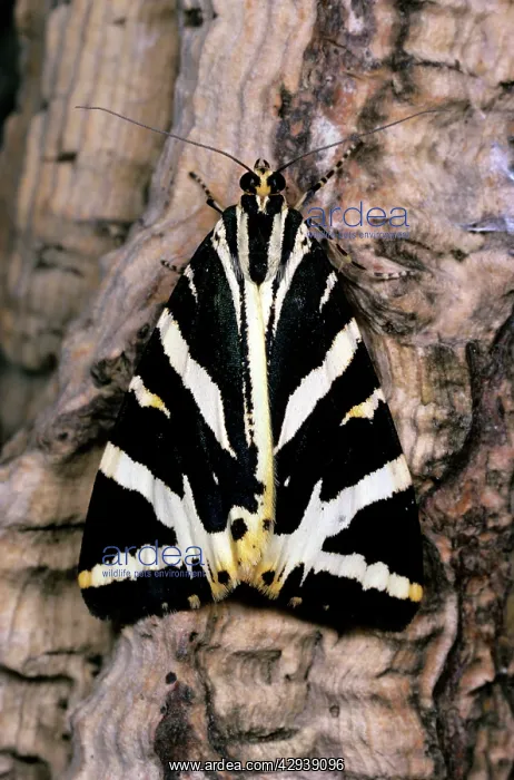 : JERSEY TIGER MOTH : JERSEY TIGER MOTH