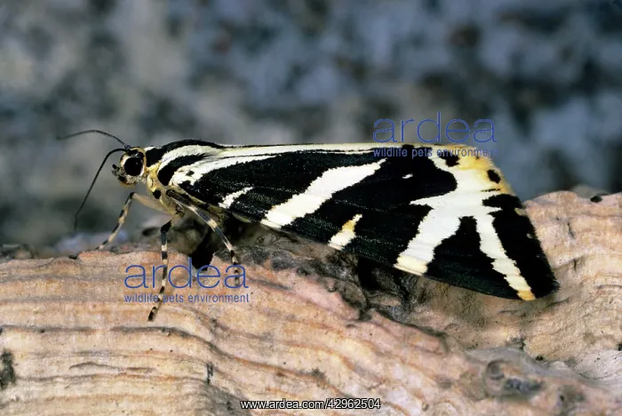 : Jersey Tiger Moth : Jersey Tiger Moth