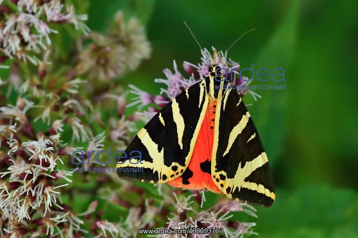 : Jersey Tiger Moth : Jersey Tiger Moth