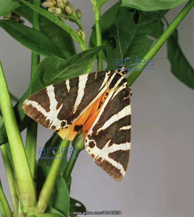 : Jersey tiger moth : Jersey tiger moth