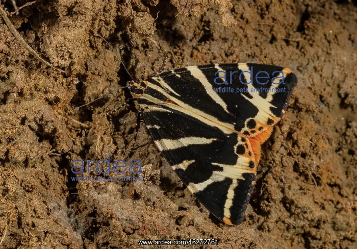 : Jersey Tiger moth, Euplagia quadripunctaria, settled : Jersey Tiger moth, Euplagia quadripunctaria, settled