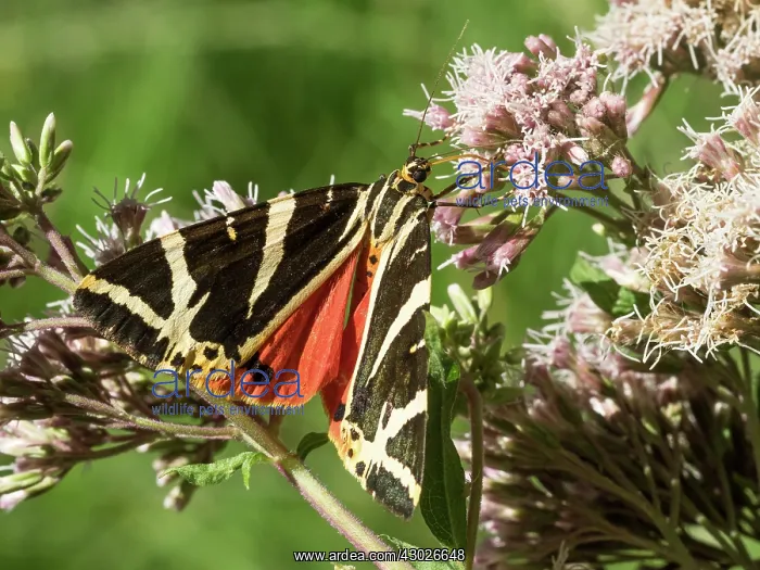 : Jersey tiger moth - feeding on pink flower - France : Jersey tiger moth - feeding on pink flower - France