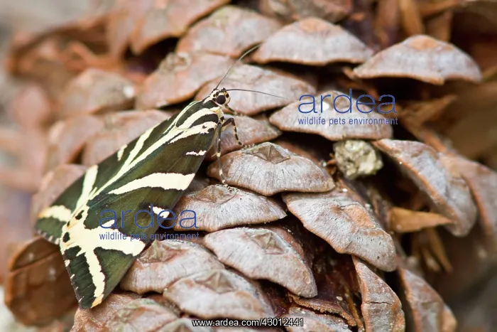 : Jersey Tiger perched on pine cone : Jersey Tiger perched on pine cone