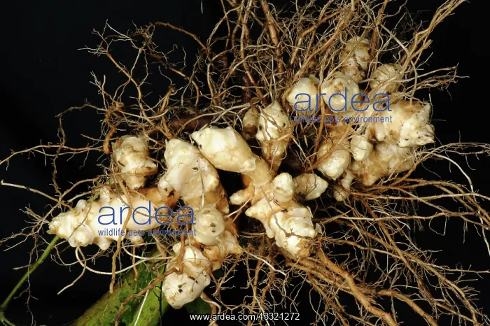 : Jerusalem artichoke : Jerusalem artichoke