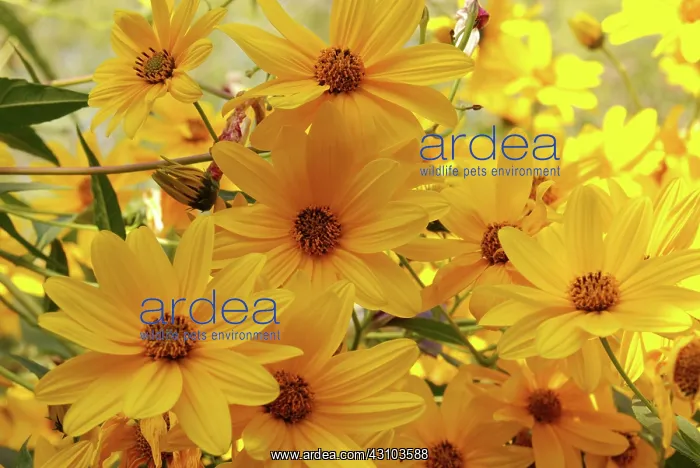 : Jerusalem Artichoke Flowers : Jerusalem Artichoke Flowers
