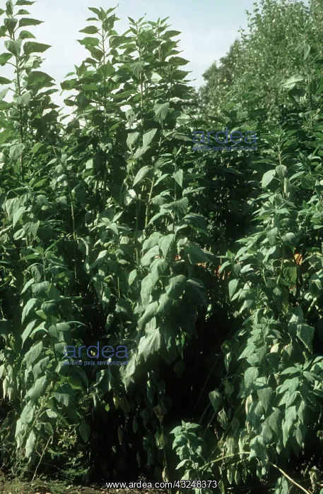 : Jerusalem Artichoke Plants : Jerusalem Artichoke Plants