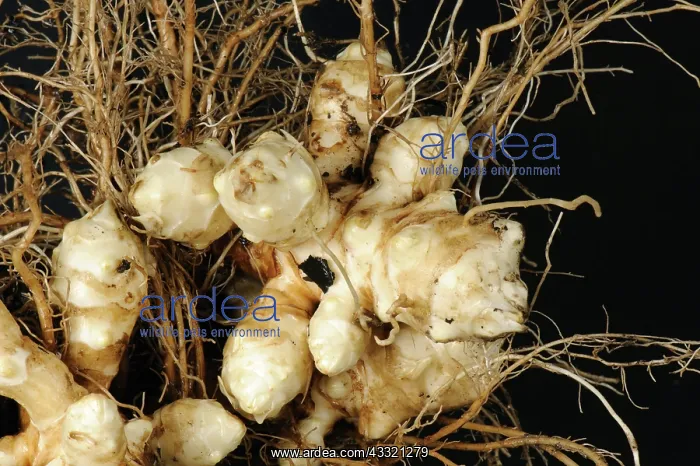 : Jerusalem artichoke root : Jerusalem artichoke root