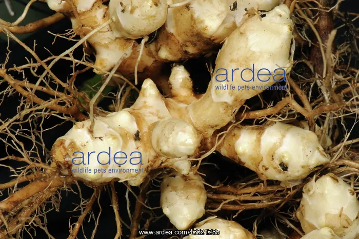 : Jerusalem artichoke root : Jerusalem artichoke root