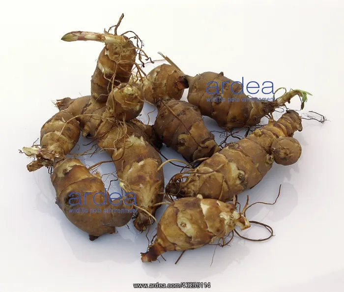 : Jerusalem Artichoke Tubers : Jerusalem Artichoke Tubers