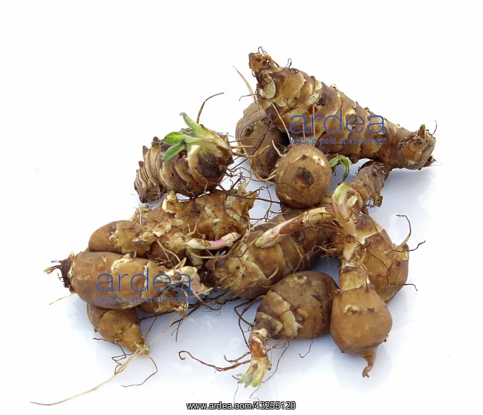 : Jerusalem Artichoke Tubers : Jerusalem Artichoke Tubers