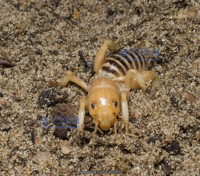 : Jerusalem Cricket : Jerusalem Cricket