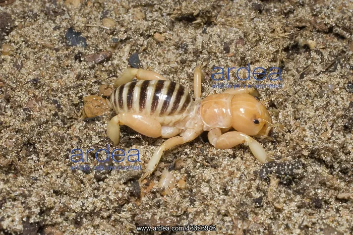 : Jerusalem Cricket : Jerusalem Cricket