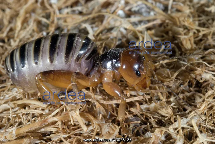 : Jerusalem Cricket or Potato Bug : Jerusalem Cricket or Potato Bug