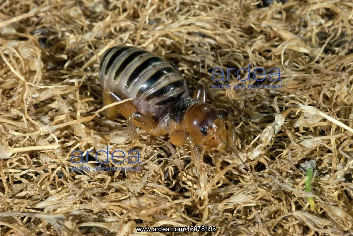 : Jerusalem Cricket or Potato Bug : Jerusalem Cricket or Potato Bug