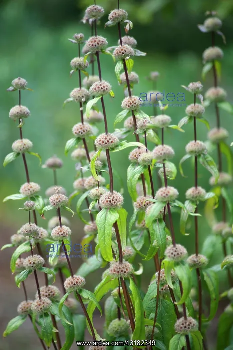 : Jerusalem sage, Phlomis turberosa Amazone, Side : Jerusalem sage, Phlomis turberosa Amazone, Side