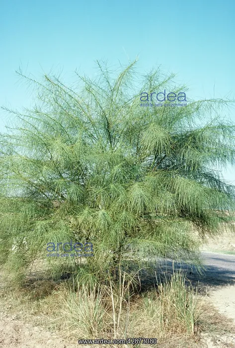 : Jerusalem Thorn : Jerusalem Thorn