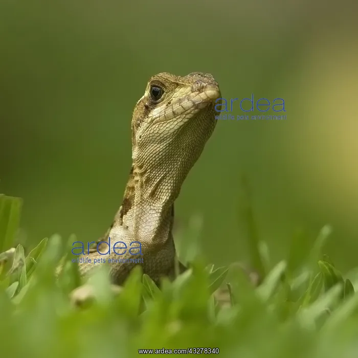 : Jesus Christ Lizard (Basiliscus vittatus) portr : Jesus Christ Lizard (Basiliscus vittatus) portr