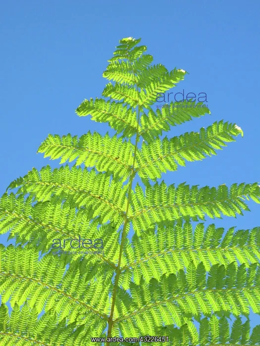 : Jet Park Hotel has plantings of giant ferns : Jet Park Hotel has plantings of giant ferns
