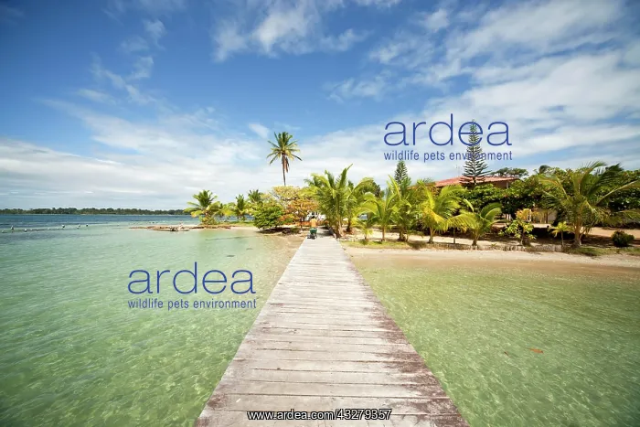 : Jetty and the beach of Boca del Drago on the island : Jetty and the beach of Boca del Drago on the island