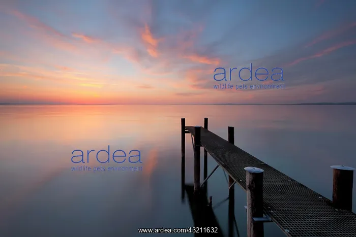 : Jetty in the evening light overlooking Lake Constance : Jetty in the evening light overlooking Lake Constance